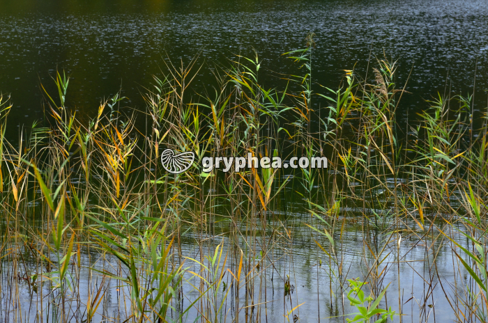 Roseaux - gryphea.com